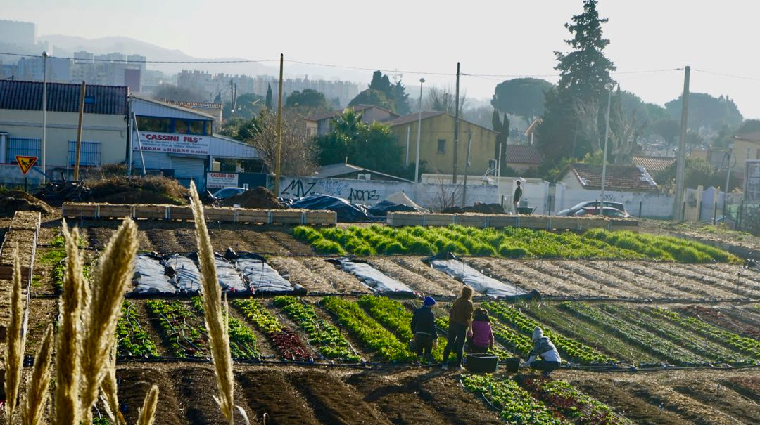 You are currently viewing L’Agriculture Urbaine une aubaine pour nos villes